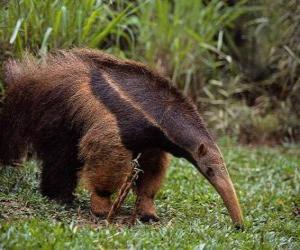 Puzzle anteater